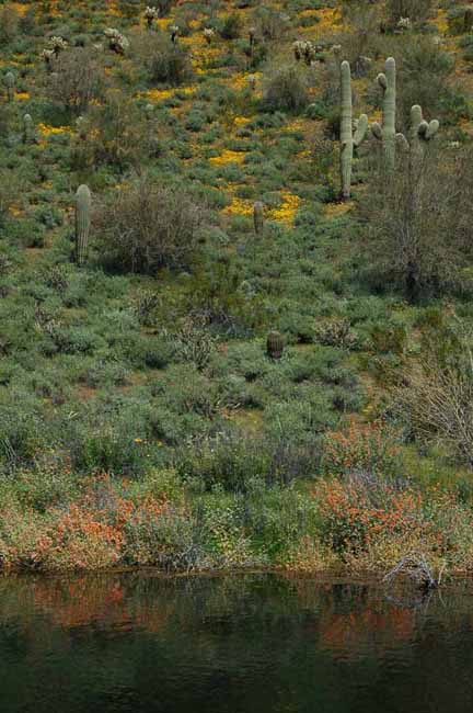 globe mallow at lake pleasant regional park
